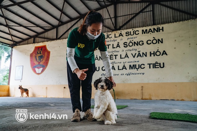  Ngộ nghĩnh học kỳ quân đội của những chú cún ở Hà Nội: Không đủ điểm tốt nghiệp thì phải... học lại - Ảnh 13.