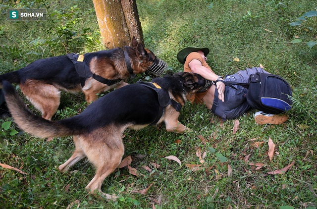  Xem chó nghiệp vụ Việt Nam băng qua mưa bom, bão đạn quật ngã tội phạm trong nháy mắt - Ảnh 14.