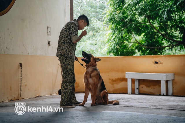  Ngộ nghĩnh học kỳ quân đội của những chú cún ở Hà Nội: Không đủ điểm tốt nghiệp thì phải... học lại - Ảnh 4.