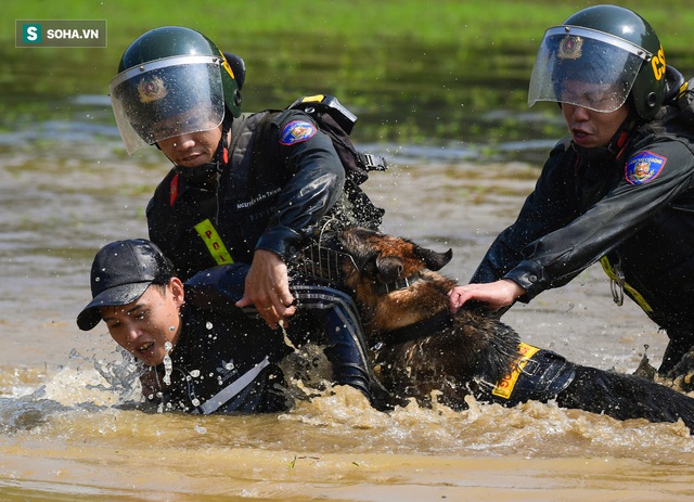  Xem chó nghiệp vụ Việt Nam băng qua mưa bom, bão đạn quật ngã tội phạm trong nháy mắt - Ảnh 6.