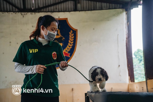  Ngộ nghĩnh học kỳ quân đội của những chú cún ở Hà Nội: Không đủ điểm tốt nghiệp thì phải... học lại - Ảnh 8.