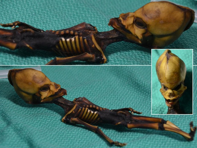 Giải mã bộ xương tí hon trông giống như người ngoài hành tinh dưới góc nhìn khoa học - Ảnh 1.