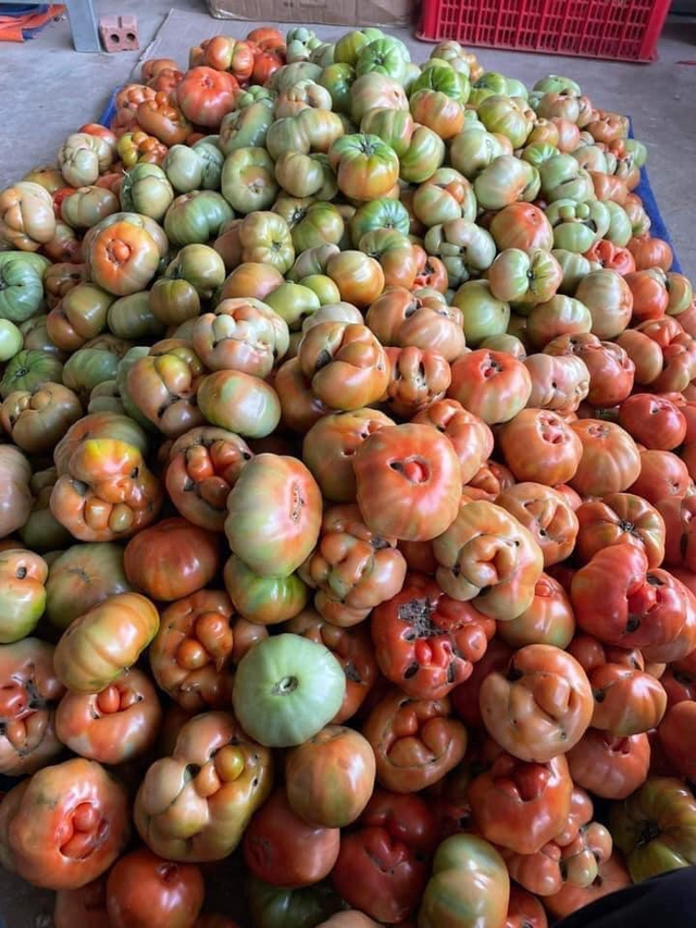 Cà chua thế hệ 7x - 8x, nhìn đã xấu lại còn đắt gấp 3 cà chua thường nhưng vẫn hút khách mùa dịch - Ảnh 2.