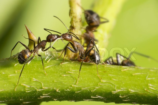 Những con kiến có hai dạ dày, một để ăn một chỉ dùng để hôn - Ảnh 1.