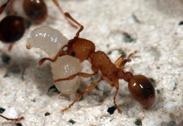 Những con kiến có hai dạ dày, một để ăn một chỉ dùng để hôn - Ảnh 2.