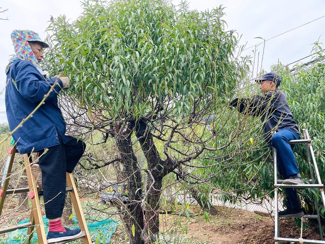 Người trồng đào Nhật Tân tất bật tuốt lá, lắp điều hòa chuẩn bị vụ hoa Tết - Ảnh 2.