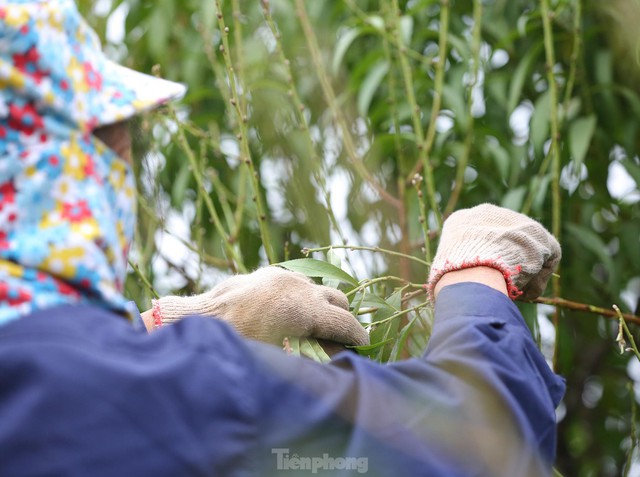 Người trồng đào Nhật Tân tất bật tuốt lá, lắp điều hòa chuẩn bị vụ hoa Tết - Ảnh 3.