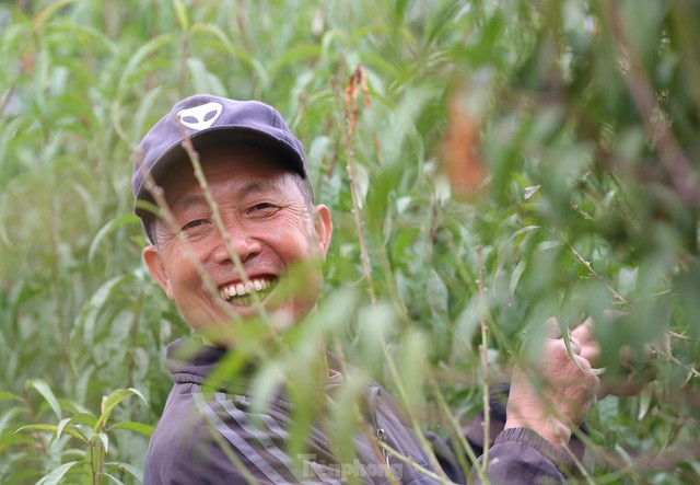 Người trồng đào Nhật Tân tất bật tuốt lá, lắp điều hòa chuẩn bị vụ hoa Tết - Ảnh 5.