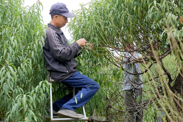 Người trồng đào Nhật Tân tất bật tuốt lá, lắp điều hòa chuẩn bị vụ hoa Tết - Ảnh 6.