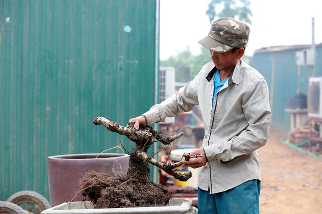 Người trồng đào Nhật Tân tất bật tuốt lá, lắp điều hòa chuẩn bị vụ hoa Tết - Ảnh 8.