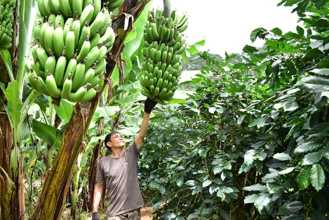  Từ 2 bàn tay trắng, anh nông dân cần mẫn gieo vàng trên đất, mỗi năm thu lời gần nửa tỷ - Ảnh 2.