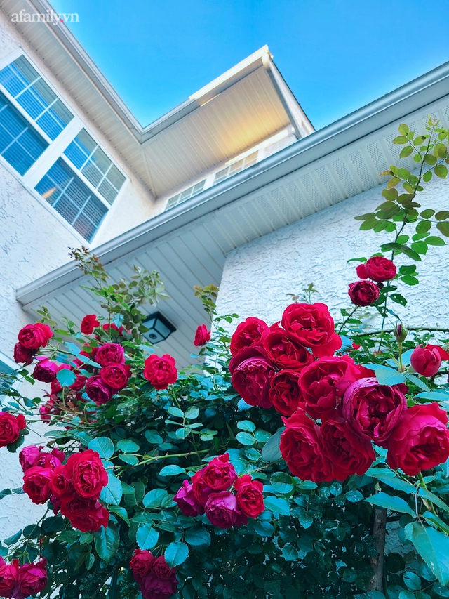 Ngắm ngôi nhà theo phong cách vintage, sân vườn bát ngát hoa đẹp như tranh vẽ của mẹ Việt ở Mỹ  - Ảnh 14.