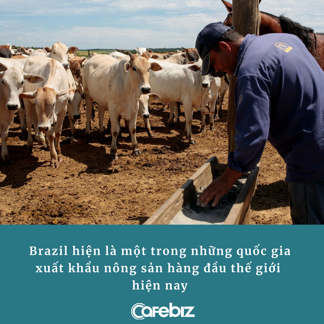 Brazil: Vùng đất ‘vô dụng’, chuyên nhập khẩu nông sản thành cường quốc nông nghiệp thế giới, nuôi lợn dùng robot, trồng đậu dùng 5G - Ảnh 1.