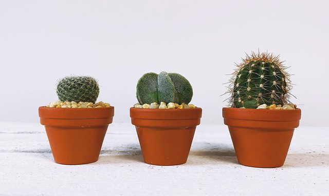 5 loại cây trồng trong nhà vừa hút ẩm, chống nồm tốt vừa mang lại điềm lành cho gia chủ - Ảnh 3.
