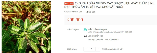  Loại rau cho lợn ăn, mọc dại, nhổ vứt đi không hết nay thành đặc sản thành phố - Ảnh 4.