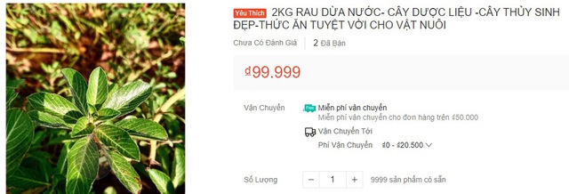  Loại rau cho lợn ăn, mọc dại, nhổ vứt đi không hết nay thành đặc sản thành phố - Ảnh 5.