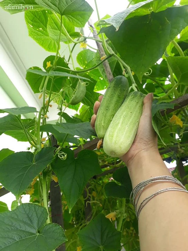 Vườn rau tự nhân giống của bà nội trợ Hà Nội: Thùng xốp đi xin, đất lấy bờ đê vẫn xanh um như nông trại - Ảnh 15.