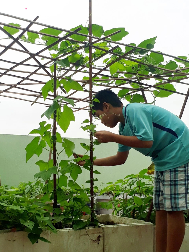 Vườn rau tự nhân giống của bà nội trợ Hà Nội: Thùng xốp đi xin, đất lấy bờ đê vẫn xanh um như nông trại - Ảnh 16.