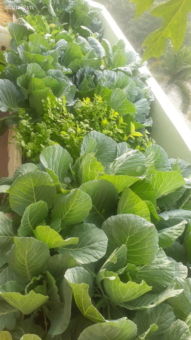 Vườn rau tự nhân giống của bà nội trợ Hà Nội: Thùng xốp đi xin, đất lấy bờ đê vẫn xanh um như nông trại - Ảnh 7.