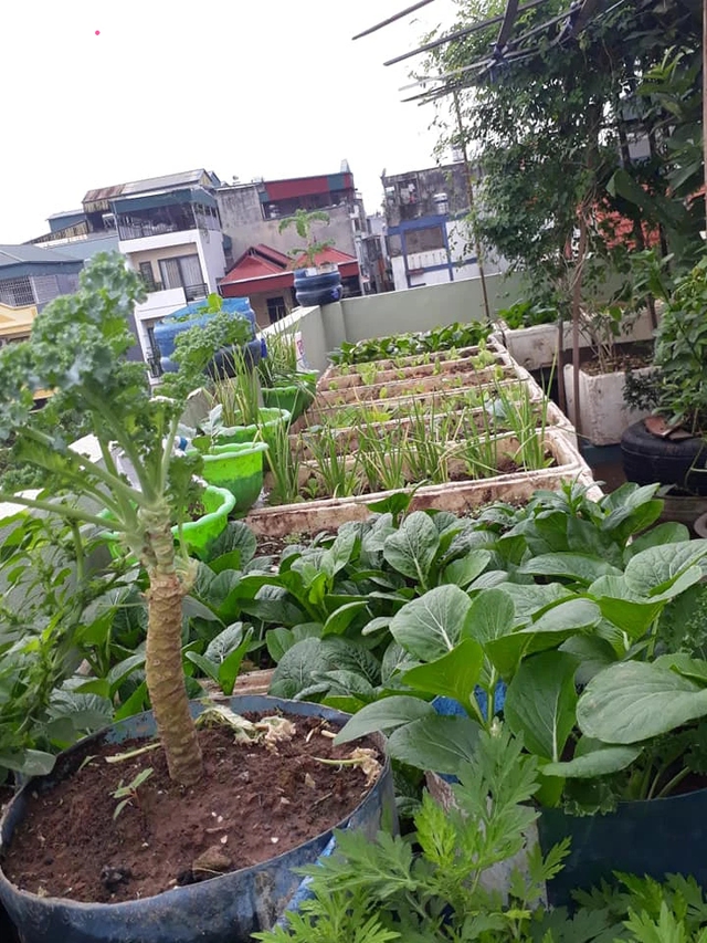 Vườn rau tự nhân giống của bà nội trợ Hà Nội: Thùng xốp đi xin, đất lấy bờ đê vẫn xanh um như nông trại - Ảnh 9.
