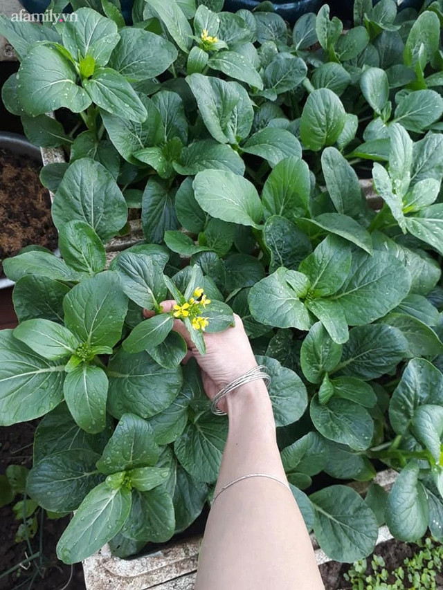 Vườn rau tự nhân giống của bà nội trợ Hà Nội: Thùng xốp đi xin, đất lấy bờ đê vẫn xanh um như nông trại - Ảnh 10.