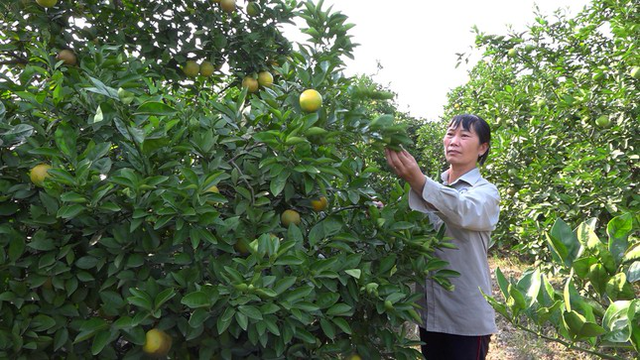  Xuất hiện cam trái vụ bán chạy hơn cam Vinh, Cao Phong dịp Tết Nguyên đán  - Ảnh 1.