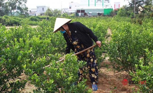 Tết cận kề, nông dân thủ phủ quất Quảng Nam mỏi mắt chờ thương lái - Ảnh 8.