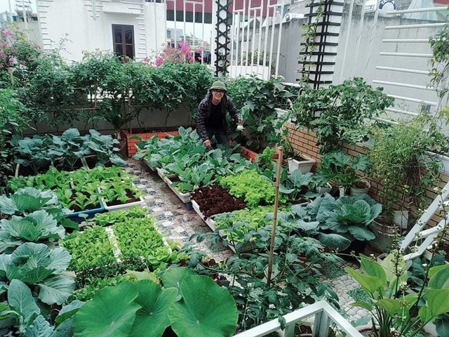 Anh nông dân sân thượng Hà Nội tạo dựng khu vườn tuyệt vời truyền tình yêu thiên nhiên cho con trẻ - Ảnh 9.