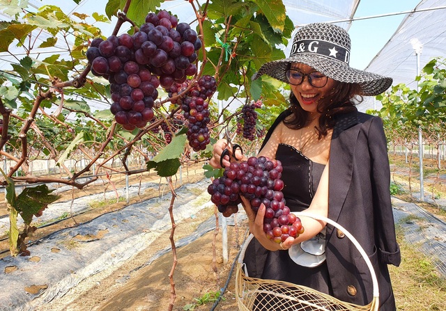  Risking to plant this tree, the garden owner was surprised when many people came to buy fruit - Photo 13.