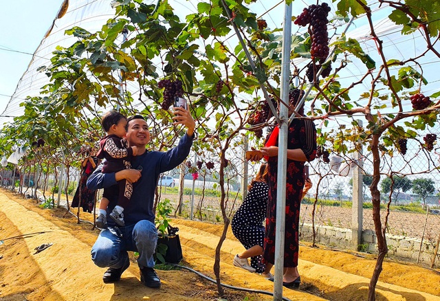  Risking to plant this plant, the garden owner was surprised when many people came to buy fruit - Photo 3.