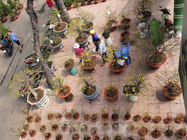 Bonsai mini độc lạ tiền triệu hút khách tại chợ hoa Tết - Ảnh 12.