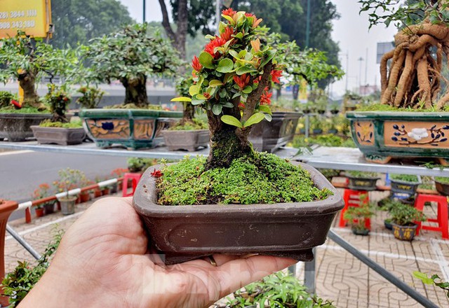 Bonsai mini độc lạ tiền triệu hút khách tại chợ hoa Tết - Ảnh 10.