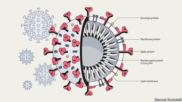 Biến thể virus SARS-CoV-2 tại Anh có thể làm tăng gấp rưỡi nguy cơ tử vong do COVID-19 - Ảnh 2.