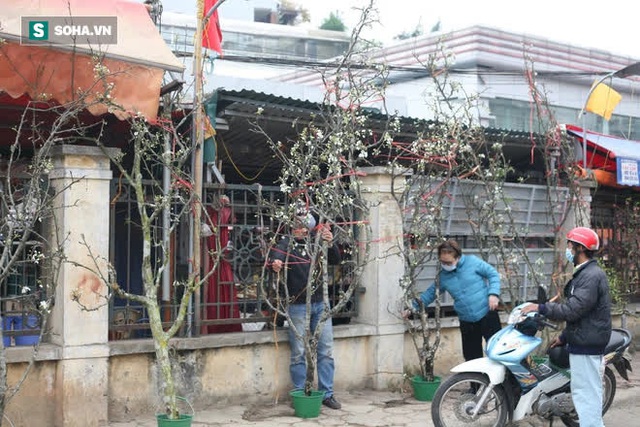 Đua nhau mua hàng trăm cành cây như củi khô, hàng tuyển có gì mà hét giá 7 triệu? - Ảnh 5.