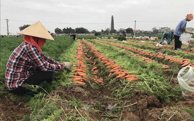 Hải Dương hiện còn hơn 30.000 tấn cà rốt đến kỳ thu hoạch. Ảnh: TTXVN
