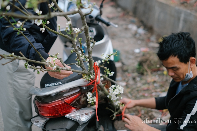 Có người Hà Nội bỏ hàng chục triệu mua hoa lê chơi xuân, nhưng thú chơi này có thực sự thanh nhã như người ta tưởng? - Ảnh 10.