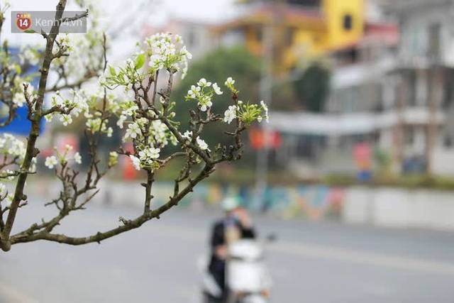 Ảnh: Hàng trăm người dân Hà Nội đổ xô đi mua hoa lê về chơi Rằm tháng Giêng - Ảnh 1.