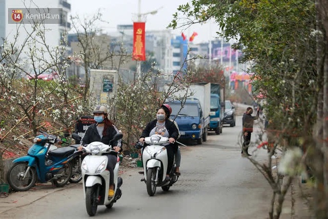 Ảnh: Hàng trăm người dân Hà Nội đổ xô đi mua hoa lê về chơi Rằm tháng Giêng - Ảnh 14.