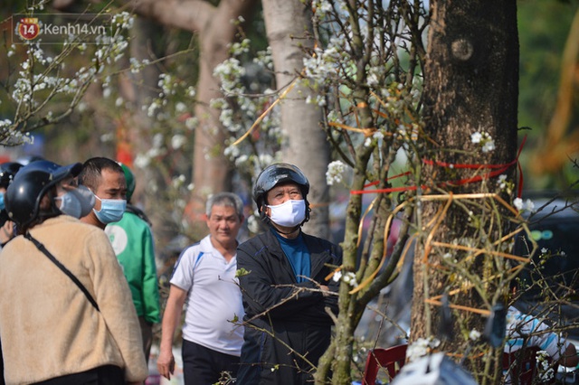 Ảnh: Hàng trăm người dân Hà Nội đổ xô đi mua hoa lê về chơi Rằm tháng Giêng - Ảnh 10.