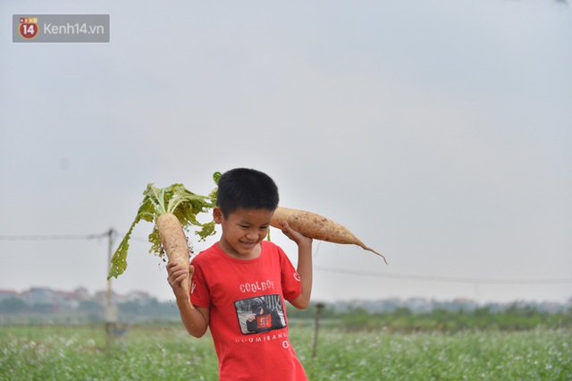 Ảnh: Nông dân Mê Linh nuốt nước mắt, nhổ bỏ hàng trăm tấn củ cải vì không tiêu thụ được - Ảnh 12.