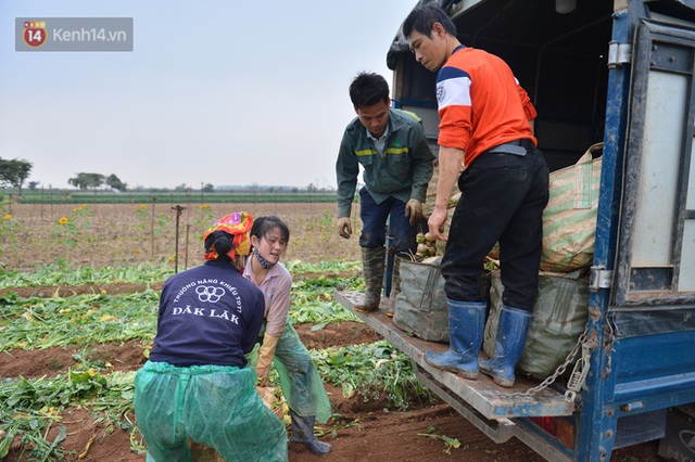 Ảnh: Nông dân Mê Linh nuốt nước mắt, nhổ bỏ hàng trăm tấn củ cải vì không tiêu thụ được - Ảnh 18.