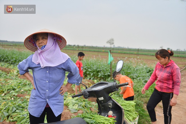 Ảnh: Nông dân Mê Linh nuốt nước mắt, nhổ bỏ hàng trăm tấn củ cải vì không tiêu thụ được - Ảnh 21.