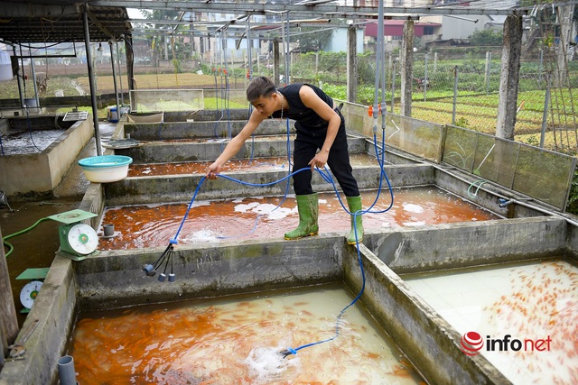 Làng cá chép đỏ lo mất trăm triệu vì dịch, phải phóng sinh hàng tấn cá - Ảnh 1.