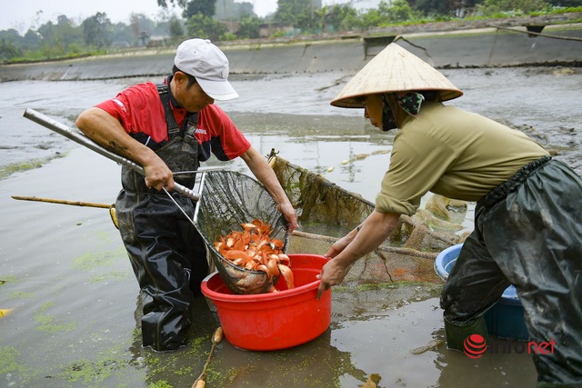 Làng cá chép đỏ lo mất trăm triệu vì dịch, phải phóng sinh hàng tấn cá - Ảnh 3.