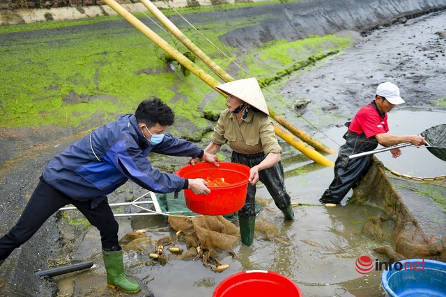 Làng cá chép đỏ lo mất trăm triệu vì dịch, phải phóng sinh hàng tấn cá - Ảnh 4.