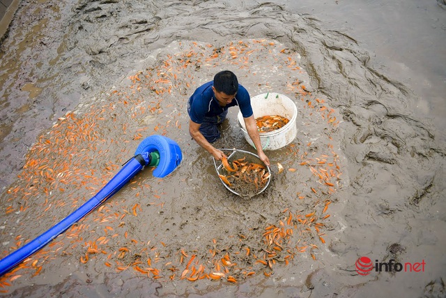 Làng cá chép đỏ lo mất trăm triệu vì dịch, phải phóng sinh hàng tấn cá - Ảnh 6.