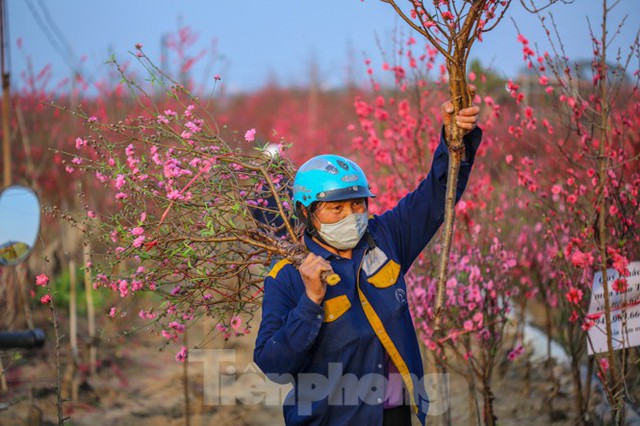 Đào bung nở, làng Nhật Tân nghẽn lối vào ngày cận Tết - Ảnh 16.