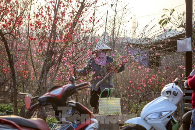 Đào bung nở, làng Nhật Tân nghẽn lối vào ngày cận Tết - Ảnh 4.