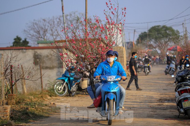 Đào bung nở, làng Nhật Tân nghẽn lối vào ngày cận Tết - Ảnh 6.