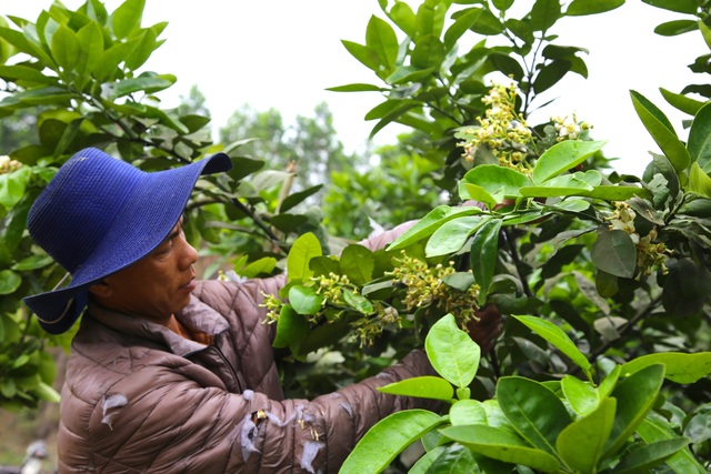  Lạ lùng cảnh se duyên cho bưởi đặc sản ở Hà Tĩnh - Ảnh 12.